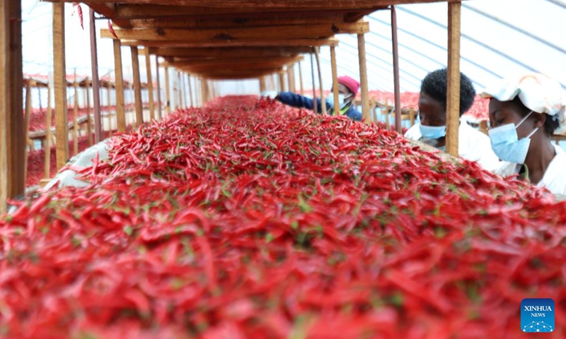 Workers work at the agricultural factory Fisher Global in the Rwamagana Industrial Park, Eastern Province, Rwanda, April 14, 2026. (Xinhua/Ju Yinhe)
