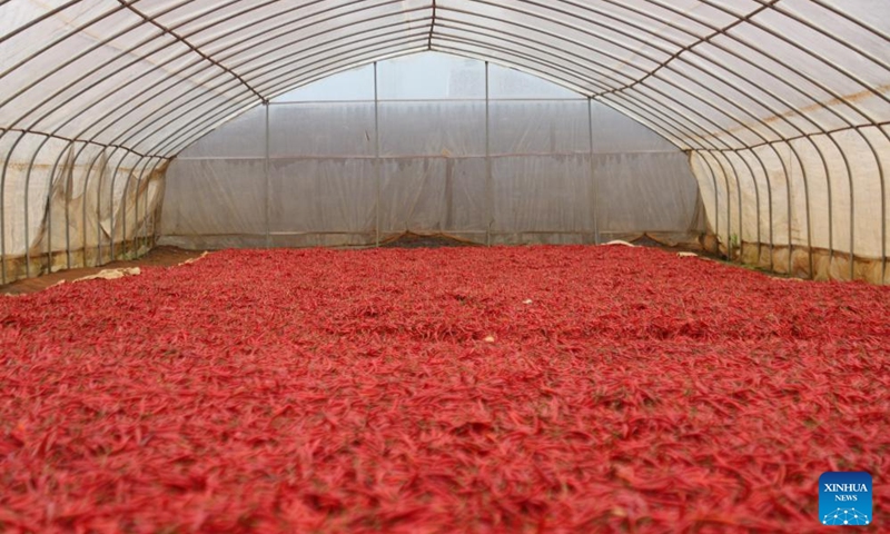 This photo taken on April 14, 2026 shows chili peppers at the agricultural factory Fisher Global in the Rwamagana Industrial Park, Eastern Province, Rwanda. (Xinhua/Ju Yinhe)