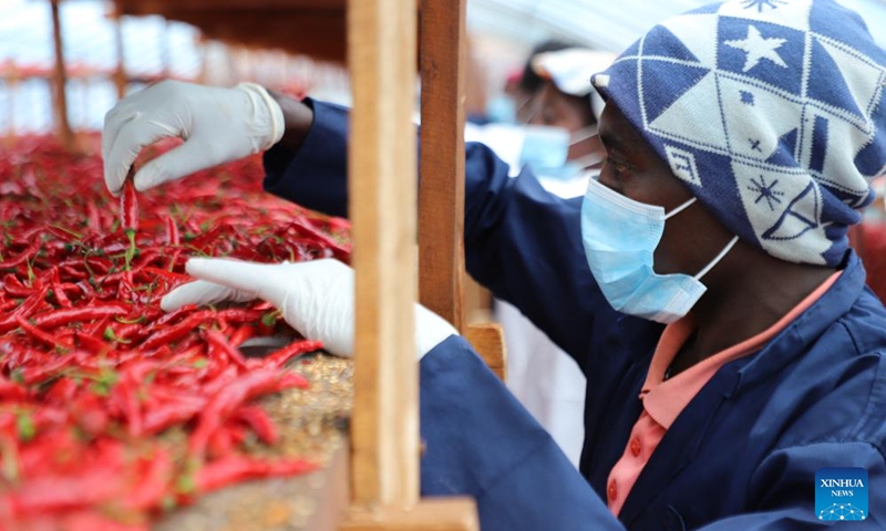 Workers work at the agricultural factory Fisher Global in the Rwamagana Industrial Park, Eastern Province, Rwanda, April 14, 2026. (Xinhua/Ju Yinhe)