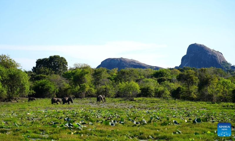 A group of elephants forage at Yala National Park in Yala, Sri Lanka, April 25, 2026. (Xinhua/Xu Han)