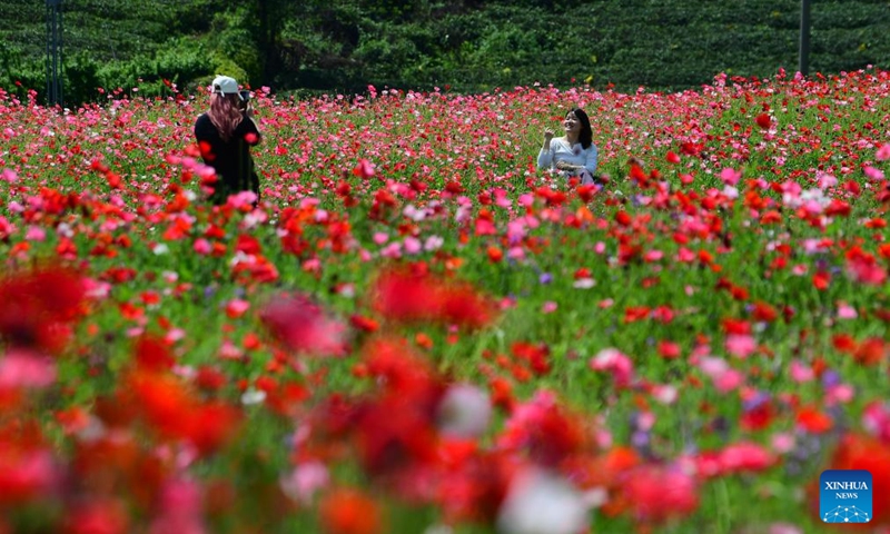 People take photos amid blossoms at a scenic spot in Wuxi, east China's Jiangsu Province, April 25, 2026. (Photo by Huan Yueliang/Xinhua)