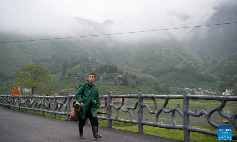 A tea farmer walks towards tea gardens in Houkeng Village, Huangshan District of Huangshan City, east China's Anhui Province, April 24, 2026. Taiping Houkui is a renowned green tea from Anhui, known for its flat, elongated leaves. It offers a unique aroma, mellow taste, and sweet aftertaste. Recently, the core production area of Taiping Houkui, the high-mountain tea gardens in Houkeng Village of Huangshan City, have entered the busiest harvest season.

