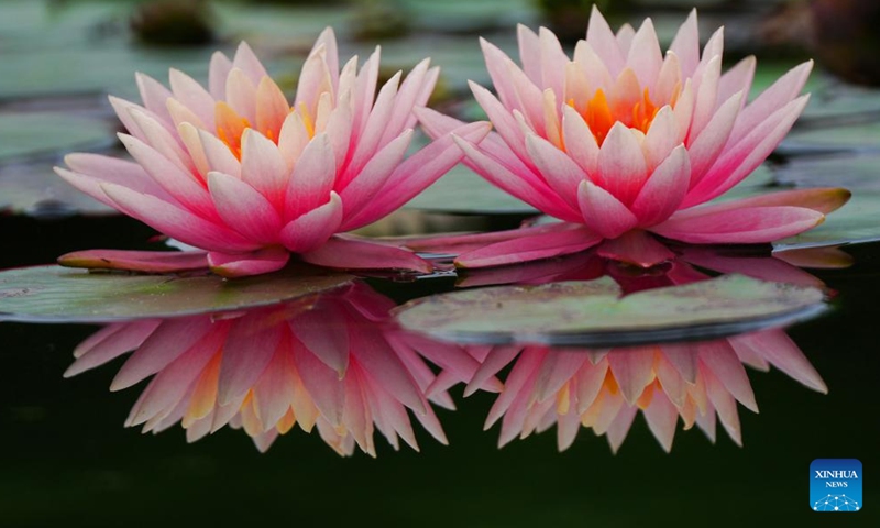 This photo taken on April 27, 2026 shows water lilies at the University of South China in Hengyang City, central China's Hunan Province. (Photo by Cao Zhengping/Xinhua)

