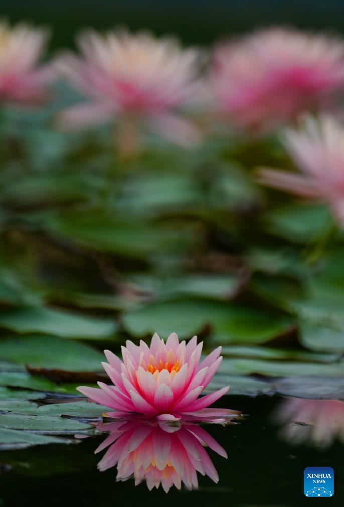 This photo taken on April 27, 2026 shows water lilies at the University of South China in Hengyang City, central China's Hunan Province. (Photo by Cao Zhengping/Xinhua)

