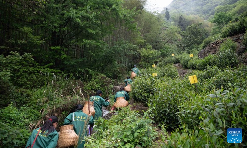 Pickers climb the hill towards tea gardens in Houkeng Village, Huangshan District of Huangshan City, east China's Anhui Province, April 24, 2026. Taiping Houkui is a renowned green tea from Anhui, known for its flat, elongated leaves. It offers a unique aroma, mellow taste, and sweet aftertaste. Recently, the core production area of Taiping Houkui, the high-mountain tea gardens in Houkeng Village of Huangshan City, have entered the busiest harvest season.

