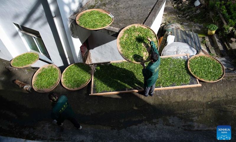 A tea farmer checks the tea leaves in Houkeng Village, Huangshan District of Huangshan City, east China's Anhui Province, April 25, 2026. Taiping Houkui is a renowned green tea from Anhui, known for its flat, elongated leaves. It offers a unique aroma, mellow taste, and sweet aftertaste. Recently, the core production area of Taiping Houkui, the high-mountain tea gardens in Houkeng Village of Huangshan City, have entered the busiest harvest season.

