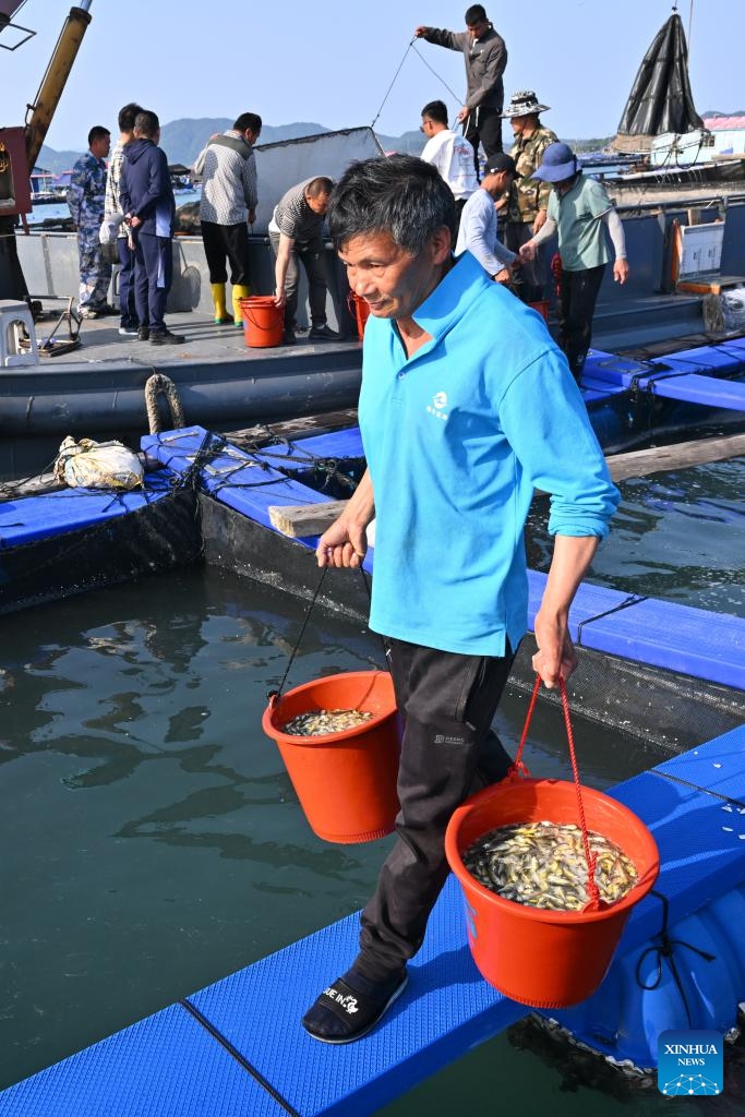 Farmers transfer large yellow croaker fries from a perforated boat at a mariculture farm in Xiapu County, Ningde, southeast China's Fujian Province, April 25, 2026.


