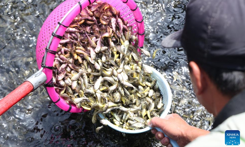 Workers collect large yellow croaker fries from fish farming platforms at a mariculture farm in Ningde, southeast China's Fujian Province, April 25, 2026.


