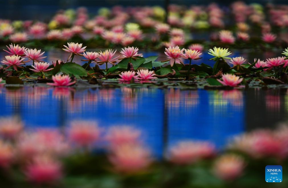 This photo taken on April 27, 2026 shows water lilies at the University of South China in Hengyang City, central China's Hunan Province. (Photo by Cao Zhengping/Xinhua)

