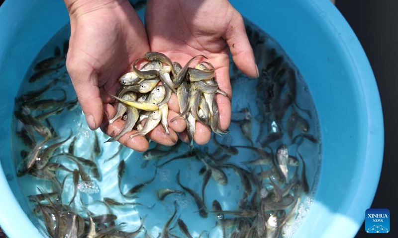 Workers display large yellow croaker fries at a mariculture farm in Ningde, southeast China's Fujian Province, April 25, 2026.

