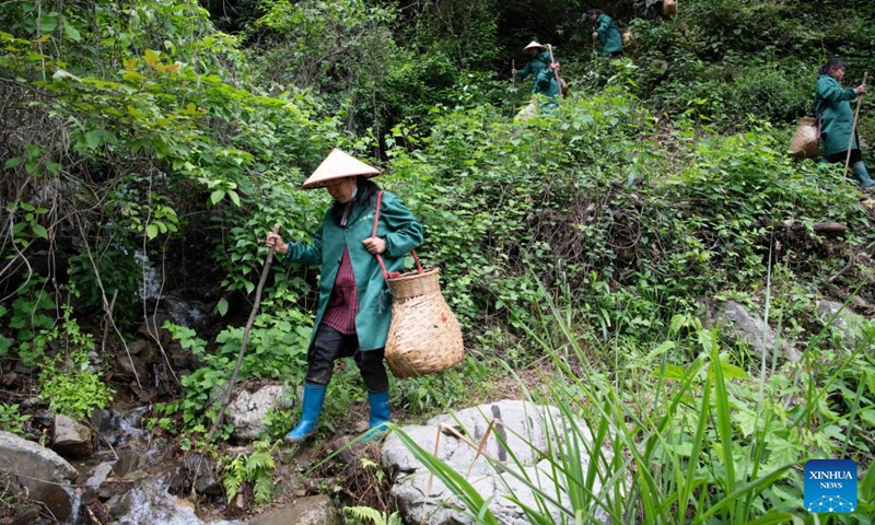 Pickers leave tea gardens in Houkeng Village, Huangshan District of Huangshan City, east China's Anhui Province, April 24, 2026. Taiping Houkui is a renowned green tea from Anhui, known for its flat, elongated leaves. It offers a unique aroma, mellow taste, and sweet aftertaste. Recently, the core production area of Taiping Houkui, the high-mountain tea gardens in Houkeng Village of Huangshan City, have entered the busiest harvest season.

