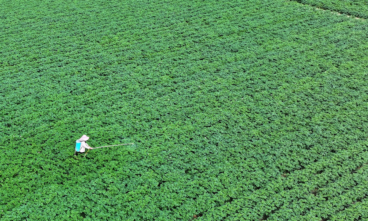 A farmer sprays pesticides in the potato fields to control pests and diseases in Sangchun township, Zaozhuang, East China's Shandong Province on April 28, 2026, as part of field management efforts during the late spring season to ensure a bumper harvest. Photo: VCG