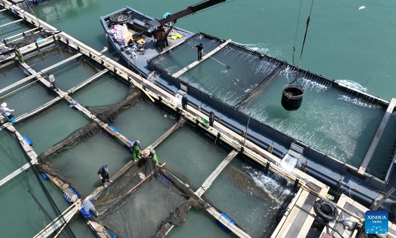 An aerial drone photo taken on April 25, 2026 shows workers transferring large yellow croaker fries from fish farming platforms to a perforated boat at a mariculture farm in Ningde, southeast China's Fujian Province.

