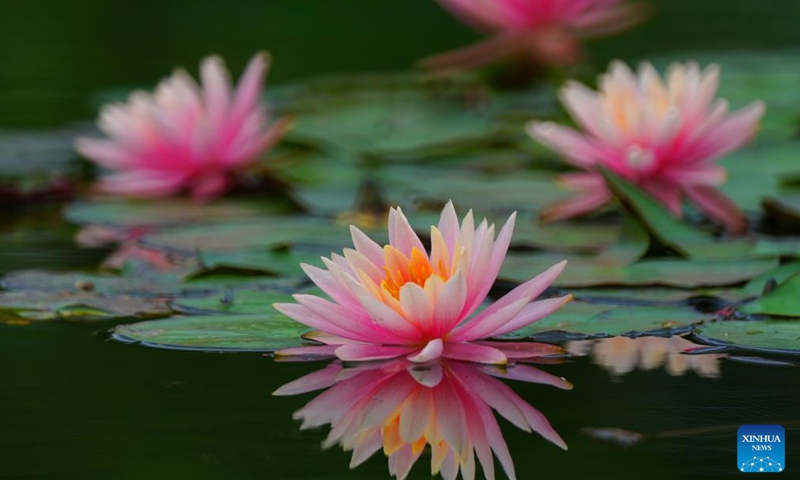 This photo taken on April 27, 2026 shows water lilies at the University of South China in Hengyang City, central China's Hunan Province. (Photo by Cao Zhengping/Xinhua)

