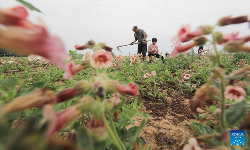 Farmers work in a field in Houbeima Village of Fantian Town, Jiaozuo City of central China's Henan Province, April 28, 2026. (Photo by Huang Fuxing/Xinhua)

