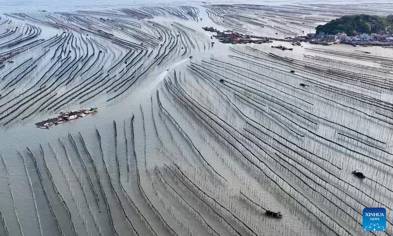 An aerial drone photo taken on April 26, 2026 shows fishermen drying kelp in Shajiang Town of Xiapu County, Ningde City, southeast China's Fujian Province.

