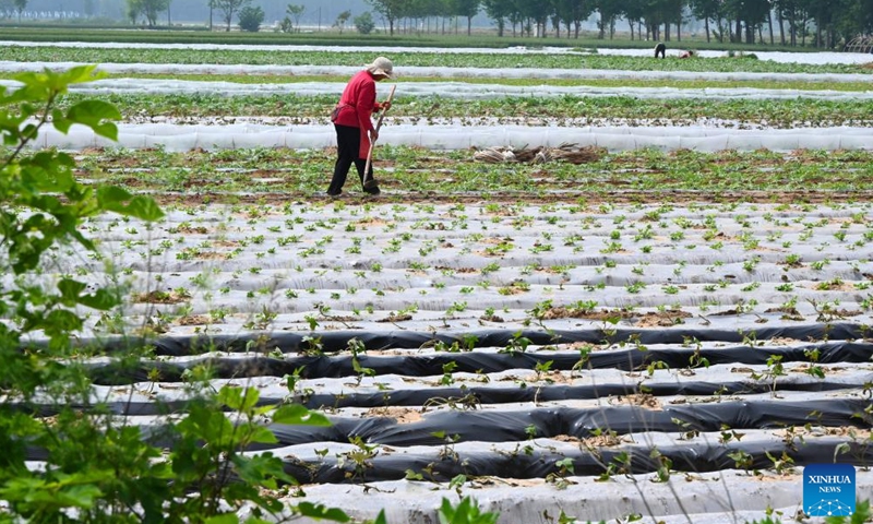 A farmer tends to watermelon seedlings in a field in Baimugang Village of Fancun Town, Kaifeng City of central China's Henan Province, April 27, 2026. (Photo by Li Junsheng/Xinhua)

