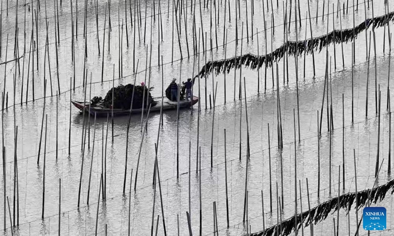 A drone photo taken on April 26, 2026 shows fishermen drying kelp in Shajiang Town of Xiapu County, Ningde City, southeast China's Fujian Province.

