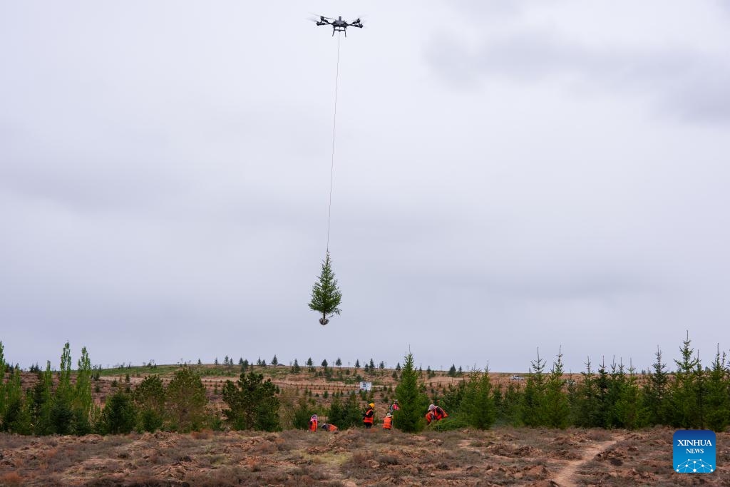 A drone transports a sapling at a park in Lanzhou, northwest China's Gansu Province, April 27, 2026. Over the past few days, several drones shuttle back and forth over more than 2,300 mu (about 153 hectares) of barren hills here to accurately lift saplings and efficiently assist afforestation operations.