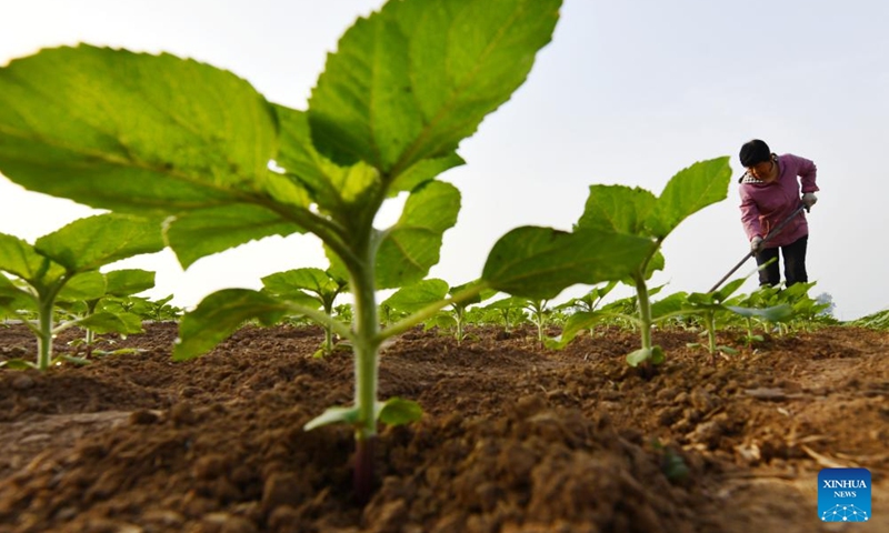 A farmer works in a sunflower field in Xiying Town of Luancheng District, Shijiazhuang City of north China's Hebei Province, April 27, 2026. (Photo by Li Mingfa/Xinhua)

