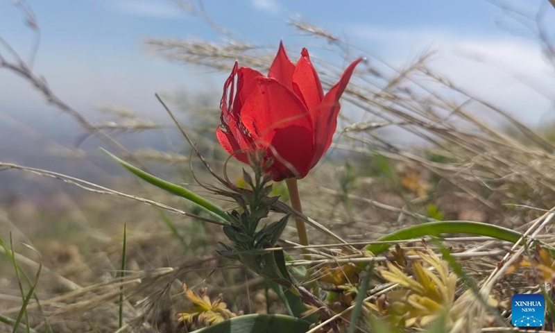 This photo taken on May 3, 2026 shows a wild flower in Tehran, Iran. (Xinhua/Shadati)