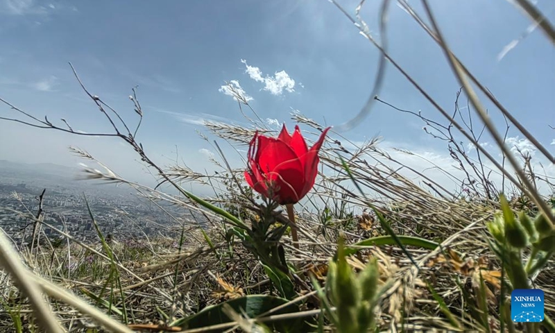 This photo taken on May 3, 2026 shows a wild flower in Tehran, Iran. (Xinhua/Shadati)