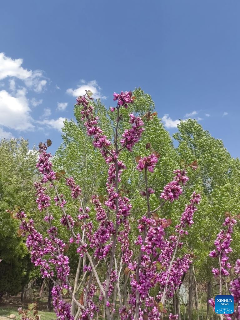 This photo taken on May 3, 2026 shows a wild flower in Tehran, Iran. (Xinhua/Shadati)