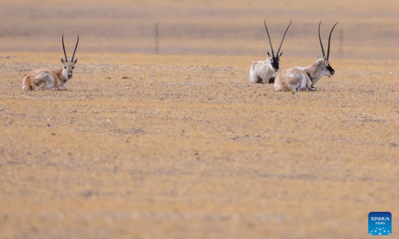 Tibetan antelopes are pictured at the Changtang National Nature Reserve, southwest China's Xizang Autonomous Region, April 28, 2026. Located in the northern part of Xizang with an average altitude exceeding 4,500 meters, the Changtang National Nature Reserve is home to over 30 kinds of wild animals listed on China's national-level protection catalogue, including Tibetan antelopes. (Xinhua/Tenzing Nima Qadhup)