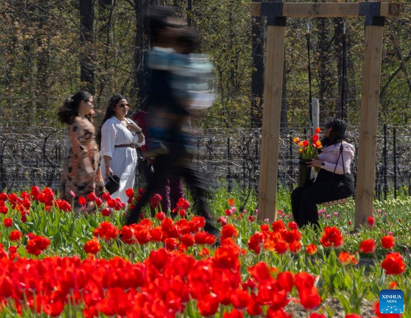 People wander among blooming tulips during a tulip festival in Niagara-on-the-Lake, Ontario, Canada, on May 4, 2026. Showcasing over 100 varieties of more than three million tulips, this event is held here from April 29 to May 17 this year. (Photo by Zou Zheng/Xinhua)