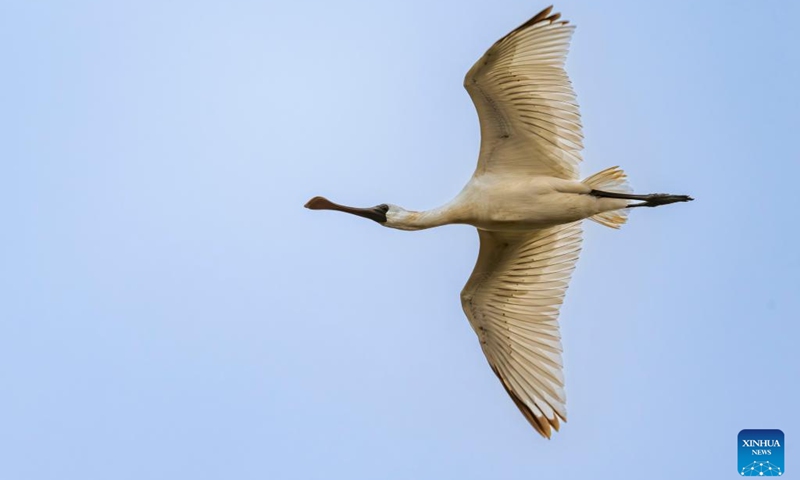 A black-faced spoonbill is pictured at the Minjiang River estuary wetland, Changle District of Fuzhou City, southeast China's Fujian Province, April 29, 2026. The wetland serves as an important stopover for birds migrating between East Asia and Australia. (Xinhua/Wei Peiquan)