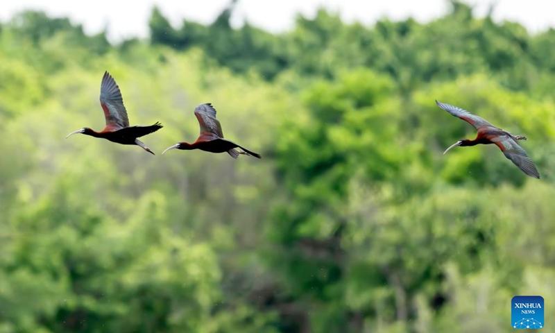 Glossy ibises fly over Shishi Wetland Park in Quanzhou, southeast China's Fujian Province, May 3, 2026. The glossy ibis, a first-class protected species in China, have recently been sighted at the park. (Xinhua/Wei Peiquan)