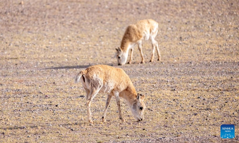 Tibetan antelopes are pictured at the Changtang National Nature Reserve, southwest China's Xizang Autonomous Region, April 29, 2026. Located in the northern part of Xizang with an average altitude exceeding 4,500 meters, the Changtang National Nature Reserve is home to over 30 kinds of wild animals listed on China's national-level protection catalogue, including Tibetan antelopes. (Xinhua/Tenzing Nima Qadhup)