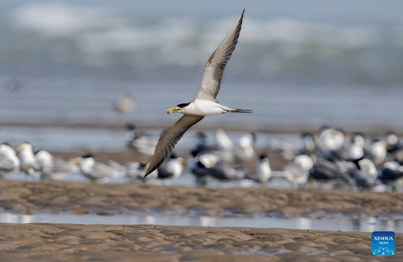 Greater crested terns are pictured at the Minjiang River estuary wetland, Changle District of Fuzhou City, southeast China's Fujian Province, April 26, 2026. The wetland serves as an important stopover for birds migrating between East Asia and Australia. (Xinhua/Wei Peiquan)