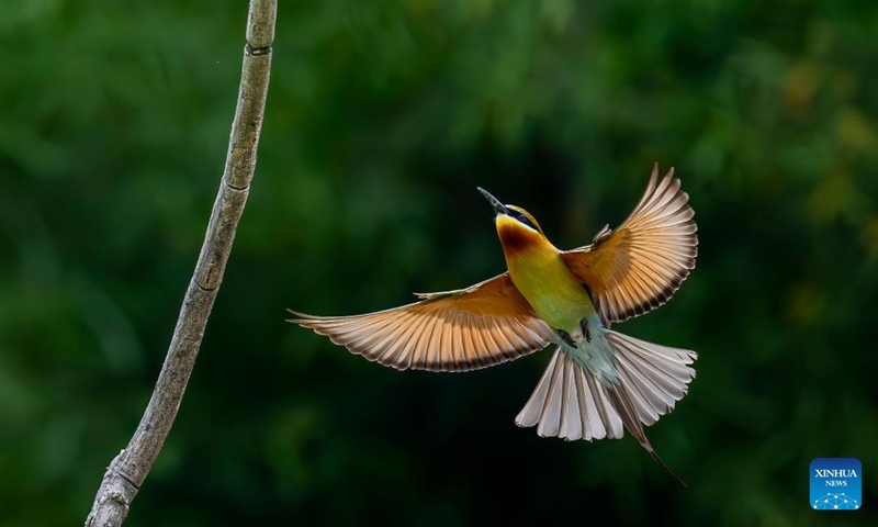 A blue-tailed bee-eater is pictured at a nature reserve in Xiamen, southeast China's Fujian Province, May 2, 2026. A batch of blue-tailed bee-eaters started building their nests after arrival at the nature reserve recently. These second-class state-protected wildlife migrate to the north during late March and early May every year from the Southeast Asia, and some of them find their destination in Xiamen. (Xinhua/Wei Peiquan)