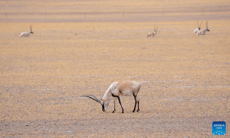 Tibetan antelopes are pictured at the Changtang National Nature Reserve, southwest China's Xizang Autonomous Region, April 28, 2026. Located in the northern part of Xizang with an average altitude exceeding 4,500 meters, the Changtang National Nature Reserve is home to over 30 kinds of wild animals listed on China's national-level protection catalogue, including Tibetan antelopes. (Xinhua/Tenzing Nima Qadhup)