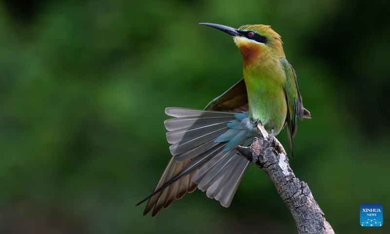 A blue-tailed bee-eater perches at a nature reserve in Xiamen, southeast China's Fujian Province, May 2, 2026. A batch of blue-tailed bee-eaters started building their nests after arrival at the nature reserve recently. These second-class state-protected wildlife migrate to the north during late March and early May every year from the Southeast Asia, and some of them find their destination in Xiamen. (Xinhua/Wei Peiquan)