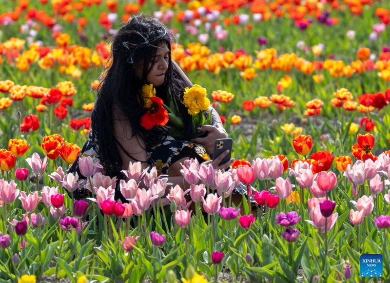 A woman takes photos of blooming tulips during a tulip festival in Niagara-on-the-Lake, Ontario, Canada, on May 4, 2026. Showcasing over 100 varieties of more than three million tulips, this event is held here from April 29 to May 17 this year. (Photo by Zou Zheng/Xinhua)