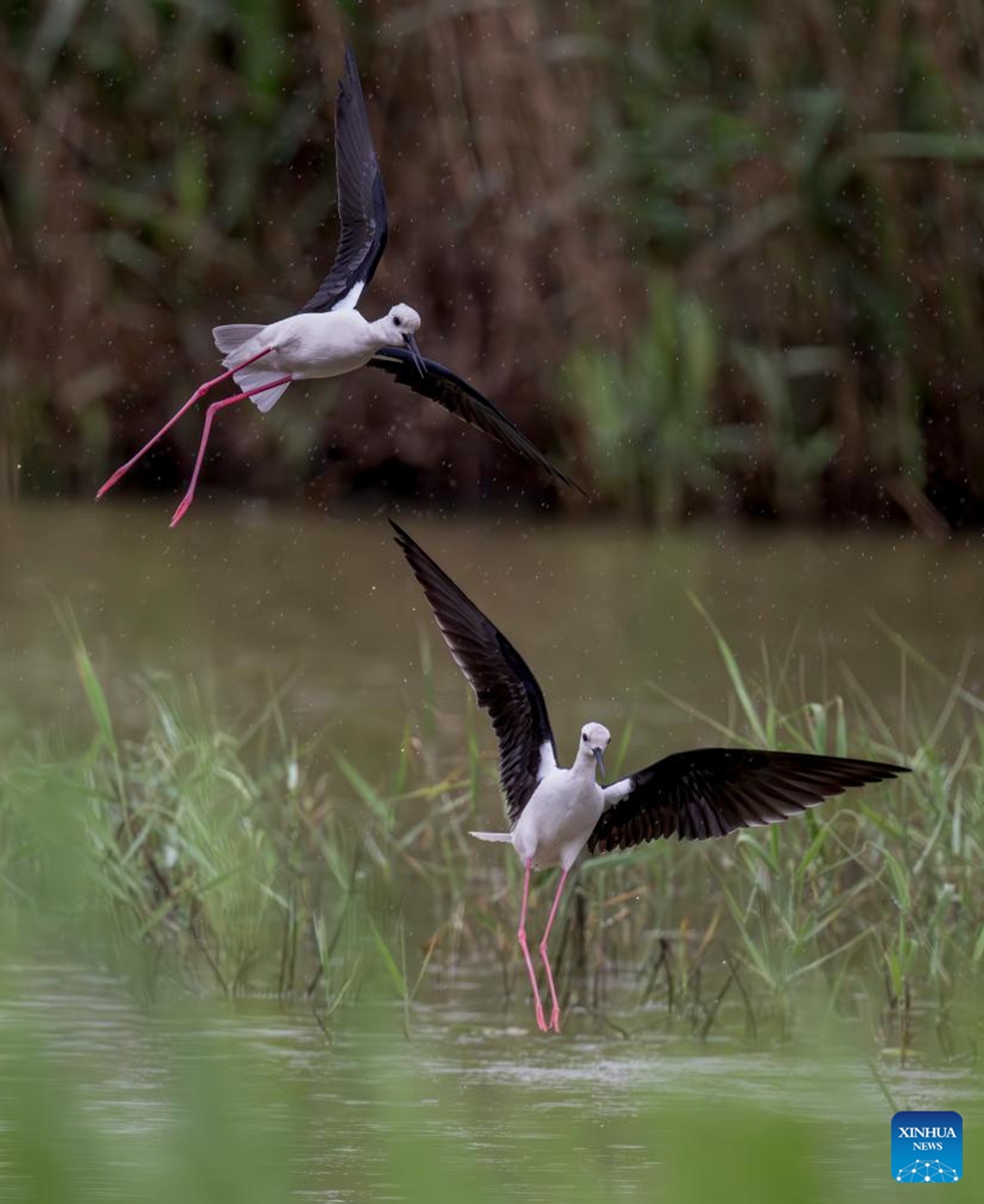Two black-winged stilts are pictured at the Minjiang River estuary wetland, Changle District of Fuzhou City, southeast China's Fujian Province, April 29, 2026. The wetland serves as an important stopover for birds migrating between East Asia and Australia. (Xinhua/Wei Peiquan)