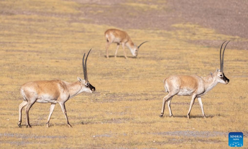 Tibetan antelopes are pictured at the Changtang National Nature Reserve, southwest China's Xizang Autonomous Region, April 29, 2026. Located in the northern part of Xizang with an average altitude exceeding 4,500 meters, the Changtang National Nature Reserve is home to over 30 kinds of wild animals listed on China's national-level protection catalogue, including Tibetan antelopes. (Xinhua/Tenzing Nima Qadhup)