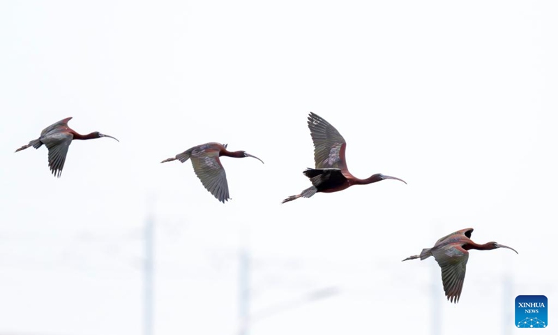 Glossy ibises fly over Shishi Wetland Park in Quanzhou, southeast China's Fujian Province, May 3, 2026. The glossy ibis, a first-class protected species in China, have recently been sighted at the park. (Xinhua/Wei Peiquan)