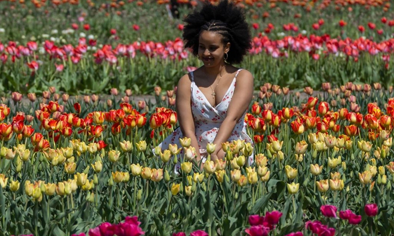 A woman poses for photos with blooming tulips during a tulip festival in Niagara-on-the-Lake, Ontario, Canada, on May 4, 2026. Showcasing over 100 varieties of more than three million tulips, this event is held here from April 29 to May 17 this year. (Photo by Zou Zheng/Xinhua)