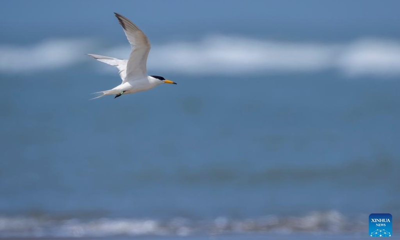 A Chinese crested tern is pictured at the Minjiang River estuary wetland, Changle District of Fuzhou City, southeast China's Fujian Province, April 19, 2026. The wetland serves as an important stopover for birds migrating between East Asia and Australia. (Xinhua/Wei Peiquan)