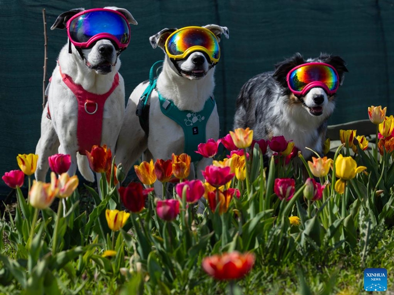 Dressed-up pet dogs pose for photos with blooming tulips during a tulip festival in Niagara-on-the-Lake, Ontario, Canada, on May 4, 2026. Showcasing over 100 varieties of more than three million tulips, this event is held here from April 29 to May 17 this year. (Photo by Zou Zheng/Xinhua)