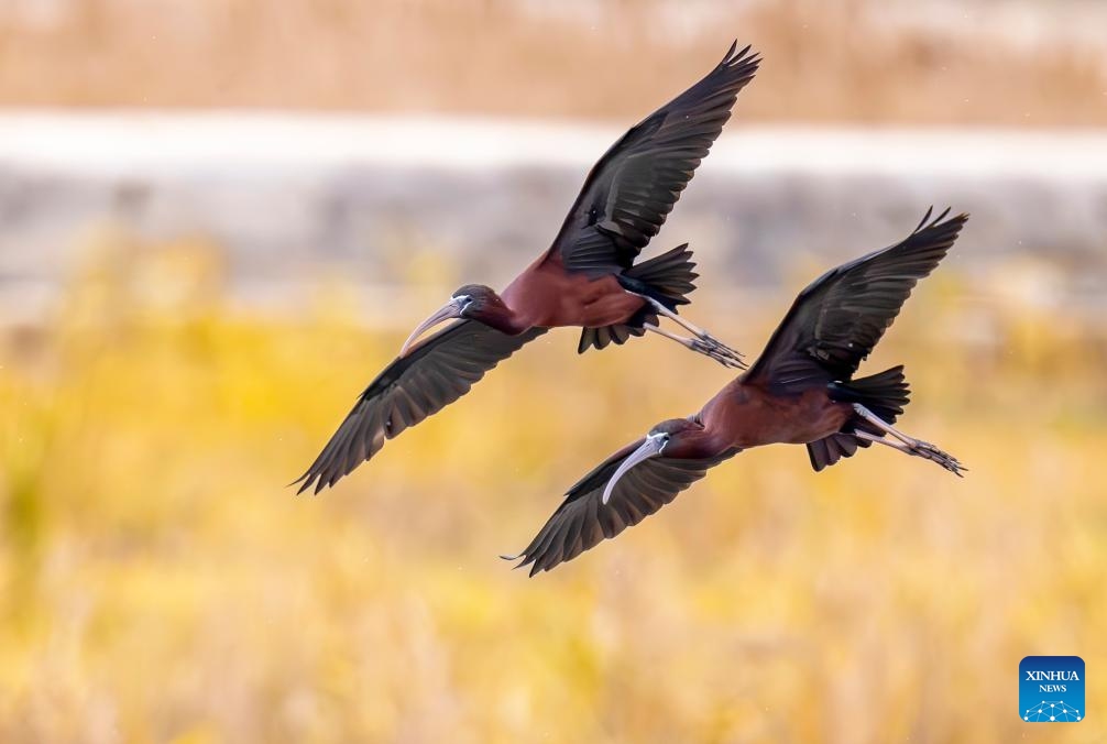 Glossy ibises fly over Shishi Wetland Park in Quanzhou, southeast China's Fujian Province, May 3, 2026. The glossy ibis, a first-class protected species in China, have recently been sighted at the park. (Xinhua/Wei Peiquan)