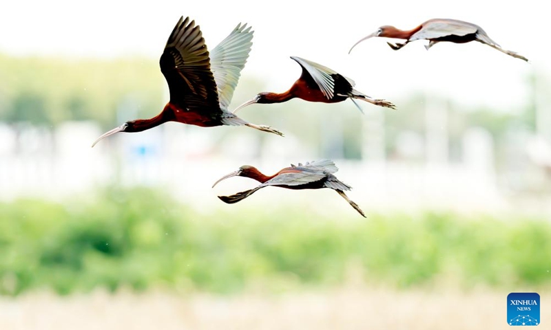 Glossy ibises fly over Shishi Wetland Park in Quanzhou, southeast China's Fujian Province, May 3, 2026. The glossy ibis, a first-class protected species in China, have recently been sighted at the park. (Xinhua/Wei Peiquan)