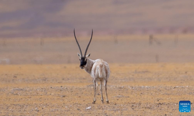 A Tibetan antelope is pictured at the Changtang National Nature Reserve, southwest China's Xizang Autonomous Region, April 28, 2026. Located in the northern part of Xizang with an average altitude exceeding 4,500 meters, the Changtang National Nature Reserve is home to over 30 kinds of wild animals listed on China's national-level protection catalogue, including Tibetan antelopes. (Xinhua/Tenzing Nima Qadhup)