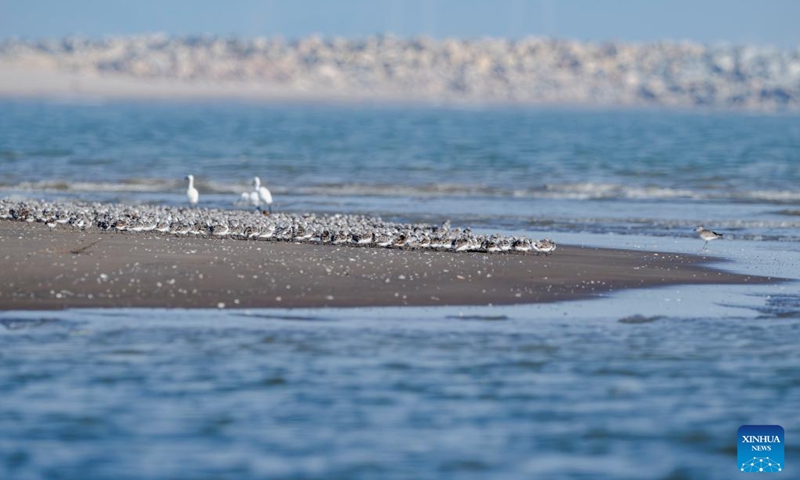 Migrant birds are pictured on a mudflat at the Minjiang River estuary wetland, Changle District of Fuzhou City, southeast China's Fujian Province, April 26, 2026. The wetland serves as an important stopover for birds migrating between East Asia and Australia. (Xinhua/Wei Peiquan)