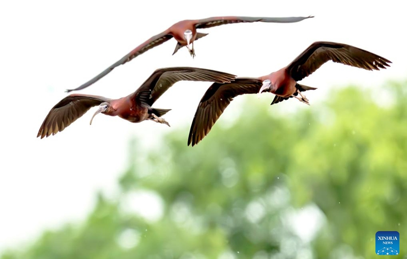 Glossy ibises fly over Shishi Wetland Park in Quanzhou, southeast China's Fujian Province, May 3, 2026. The glossy ibis, a first-class protected species in China, have recently been sighted at the park. (Xinhua/Wei Peiquan)