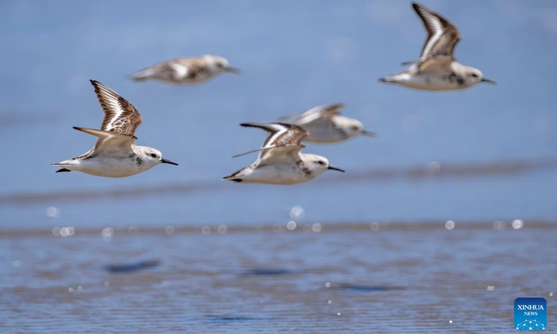Sanderlings are pictured at the Minjiang River estuary wetland, Changle District of Fuzhou City, southeast China's Fujian Province, April 19, 2026. The wetland serves as an important stopover for birds migrating between East Asia and Australia. (Xinhua/Wei Peiquan)