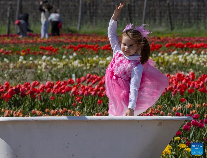 A girl poses for photos with blooming tulips during a tulip festival in Niagara-on-the-Lake, Ontario, Canada, on May 4, 2026. Showcasing over 100 varieties of more than three million tulips, this event is held here from April 29 to May 17 this year. (Photo by Zou Zheng/Xinhua)